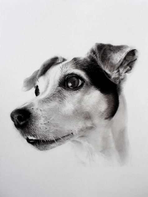 portrait dessin d'un chien Jack Russel réalisé d'après photo au Fusain et Graphite